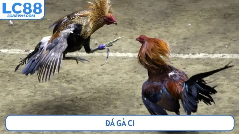 Đá gà C1