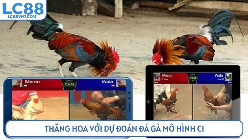 Thăng hoa với dự đoán đá gà mô hình C1